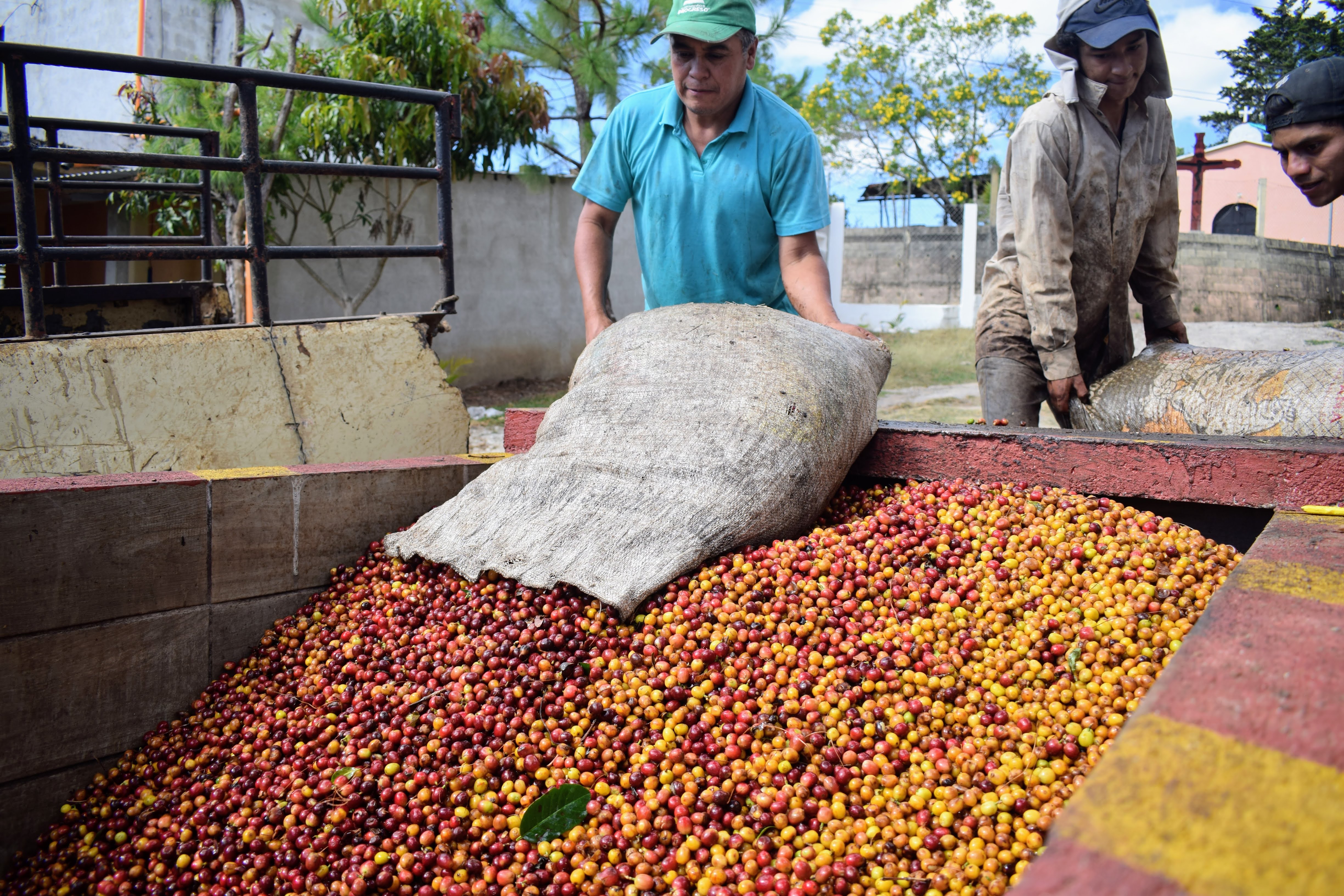 Central America & Mexico Harvest 2026: A season of “waves”
