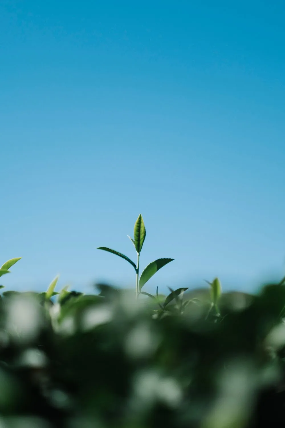 A propos de l'entreprise SATEP