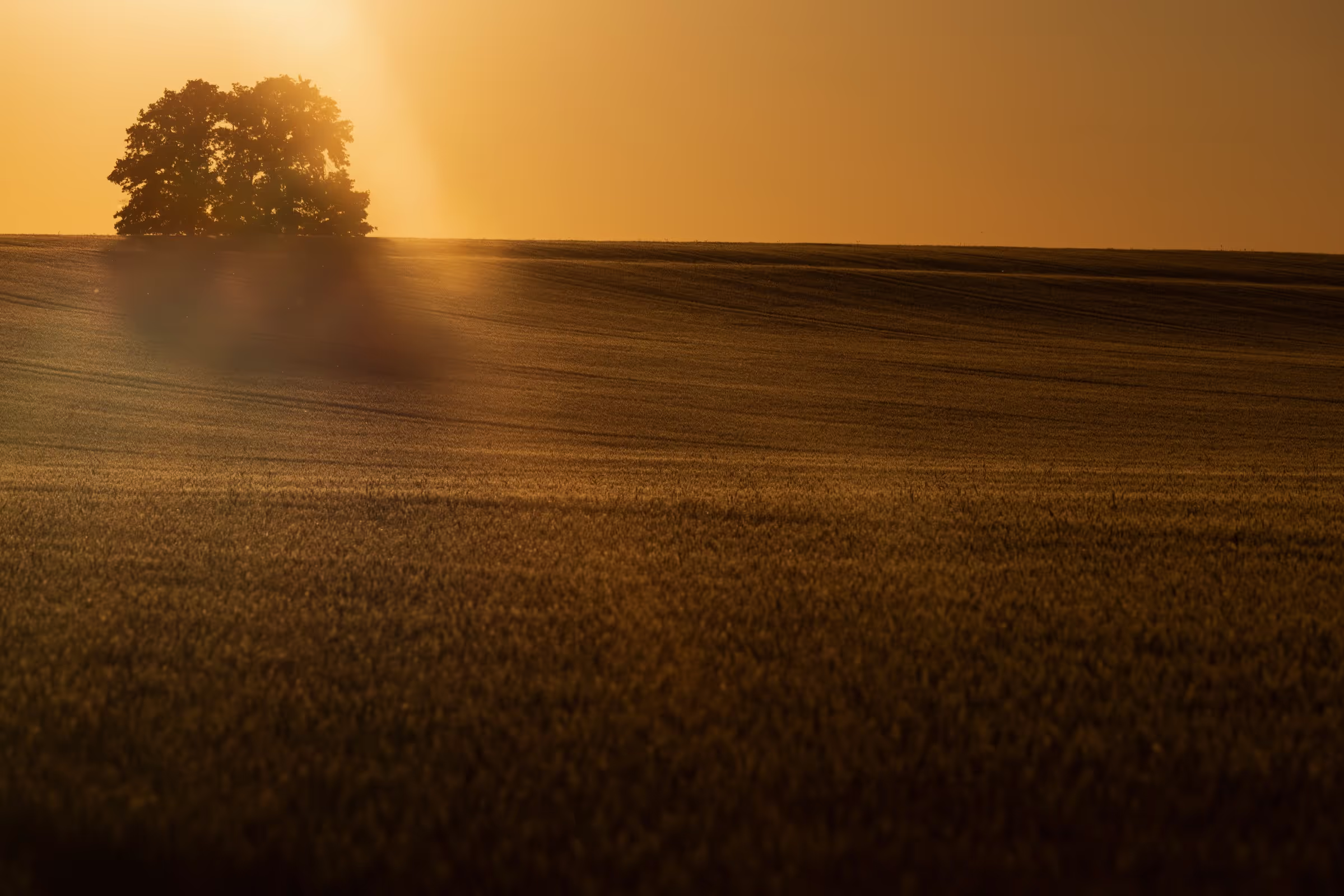 A landscape photo showing a sunlit field at sunset with a silhouette of a small tree cluster on the horizon.