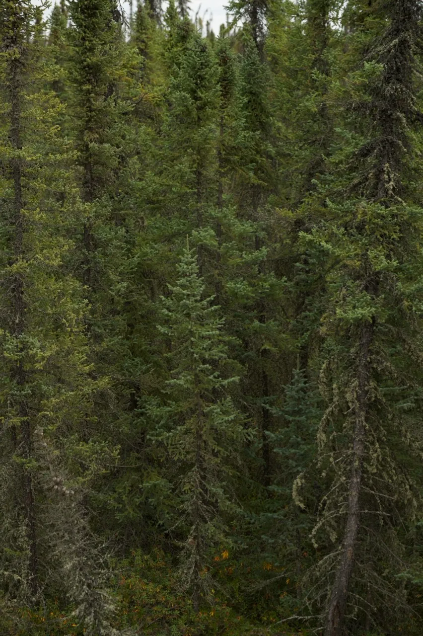 Dense forest of tall evergreen trees with green foliage under a cloudy sky.