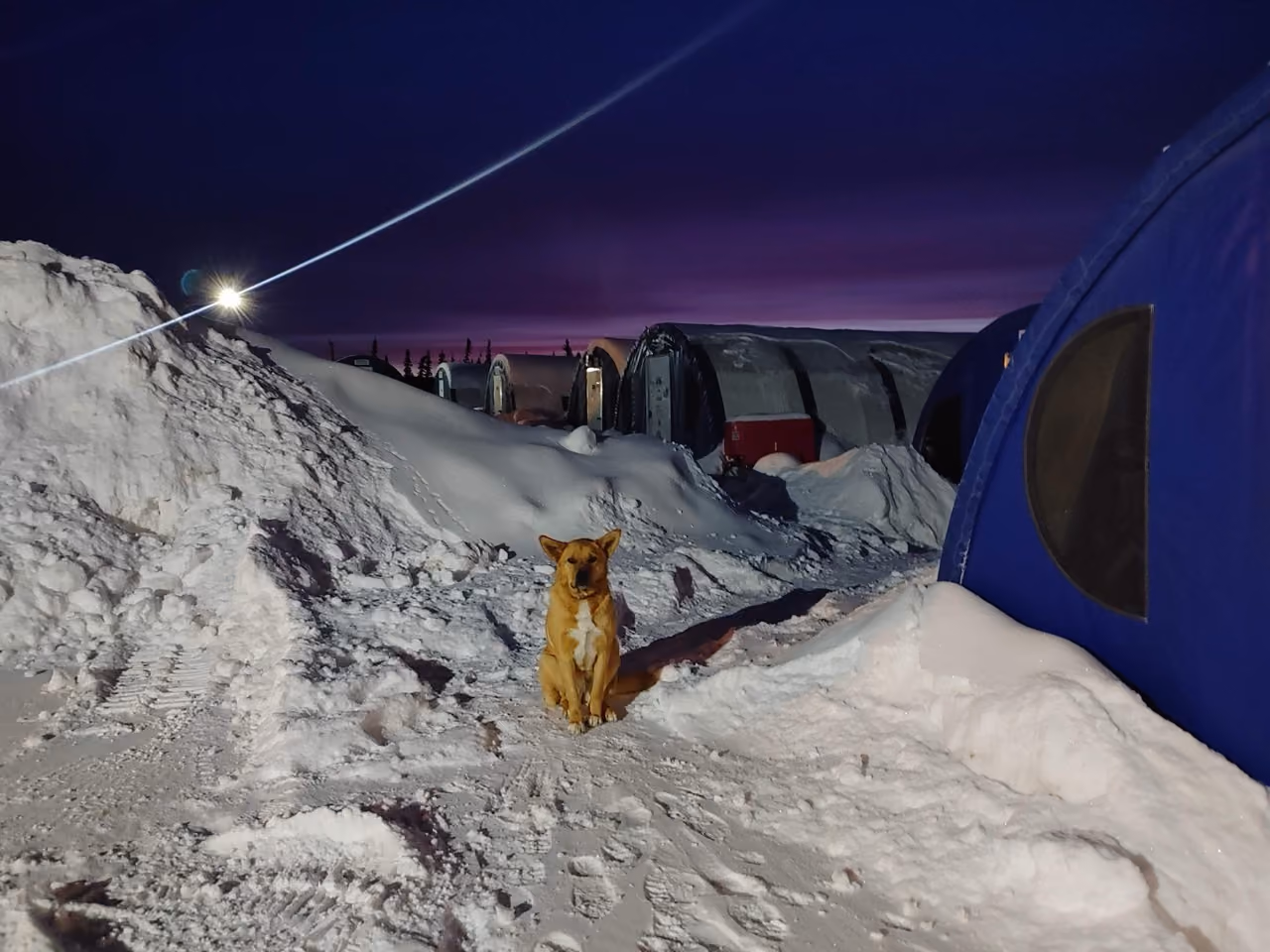 Light brown dog sitting on snowy path among snow mounds and tents at dusk with purple sky.