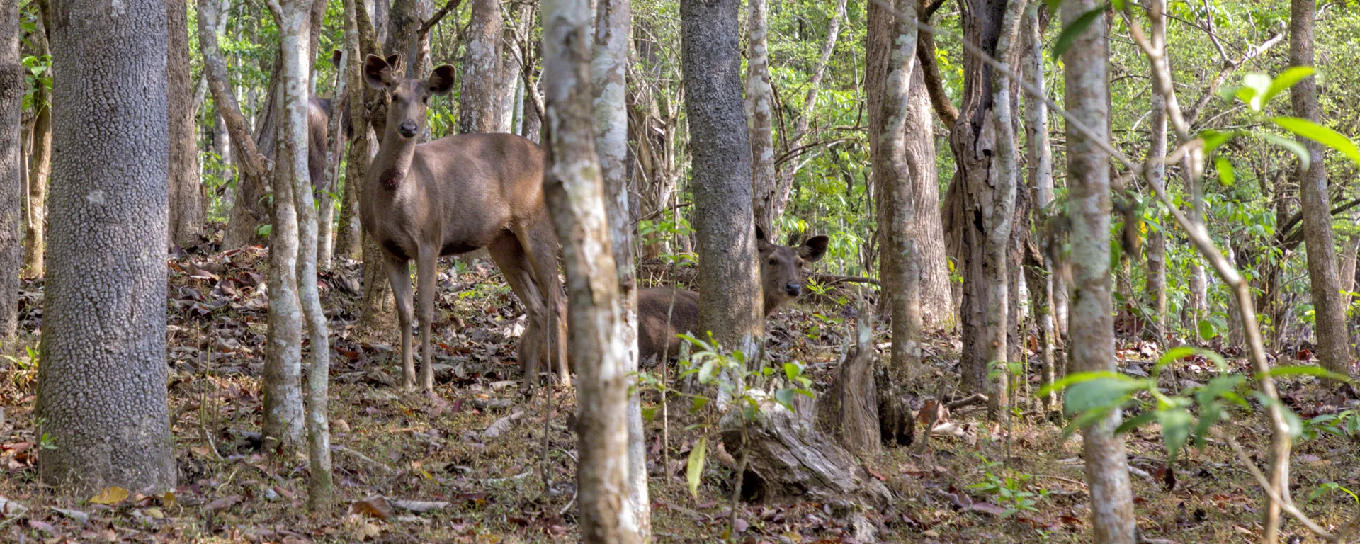 Zwei Rehe im Wald.