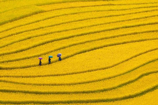 Tout savoir sur les voyages et les vacances au Vietnam: exterior: 3 people walking in a yellow rice field