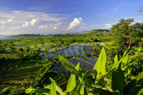 Tout savoir sur les voyages et les vacances en Indonésie: Bali rice fields East Bali