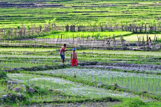 Voyages en Timor-Leste | Vacances en Asie par tourasia: Rice fields