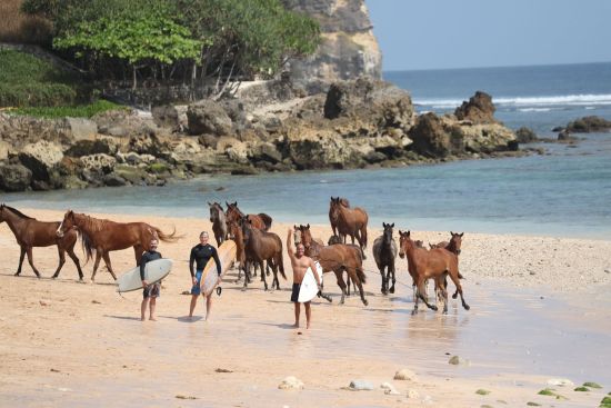NIHI Sumba:  Surfer & Wild Horses