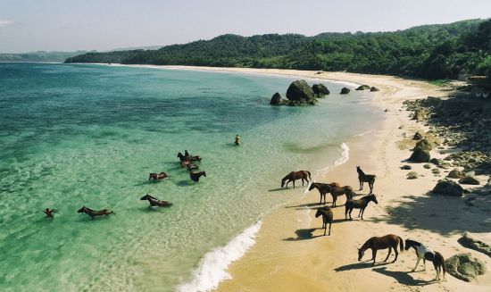 NIHI Sumba:  Wild Horses