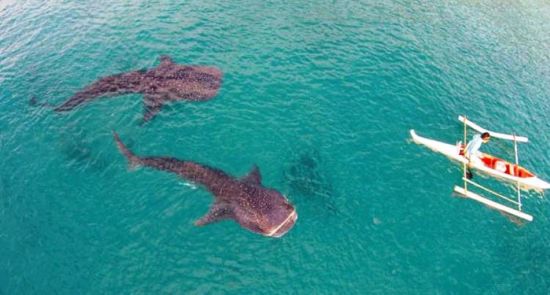 Bohol Beach Club:  Oslob Whale Shark