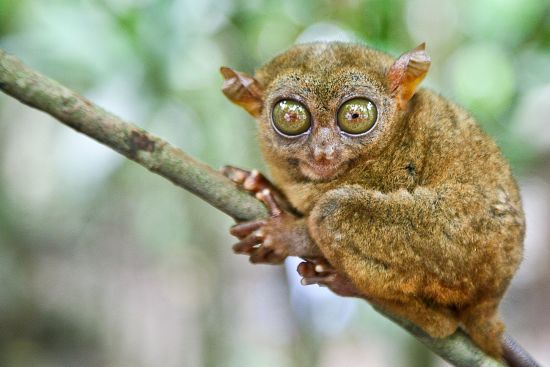 Bohol Beach Club:  Tarsier
