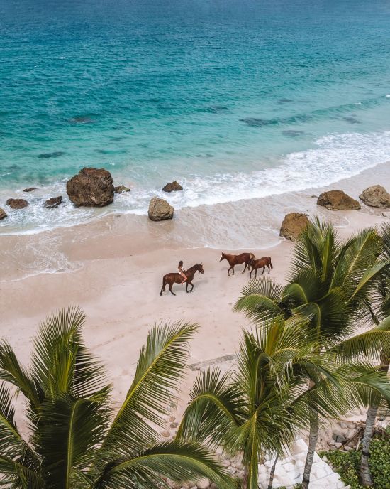 NIHI Sumba:  Wild Free Horses