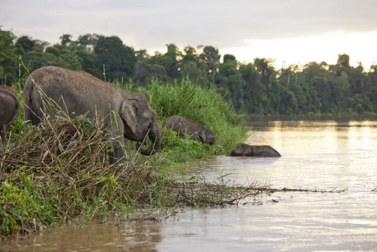 Vie sauvage de Bornéo / Borneo Rainforest Lodge de Kota Kinabalu: Kinabatangang River