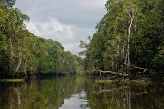 Vie sauvage de Bornéo / Borneo Rainforest Lodge de Kota Kinabalu: Kinabatangan River
