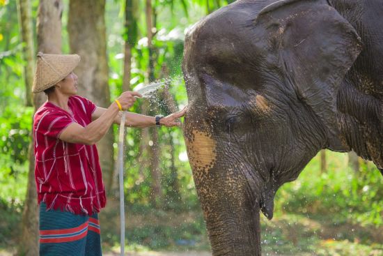 Elephant Hills & The Lake Camp ab Phuket: Elephant Experience