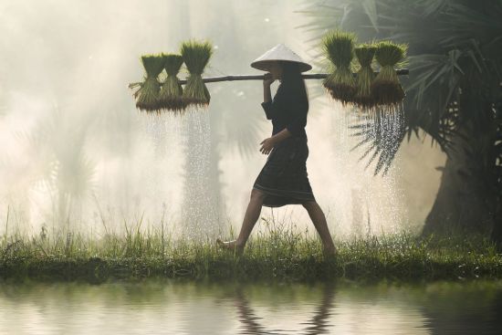 Découverte active du delta du Mékong de Saigon: Female Farmer with rice seedlings