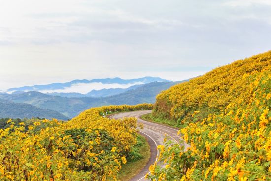 Mietwagen Rundreise Mae Hong Son ab Chiang Mai: Mae Hong Son: road through flower field