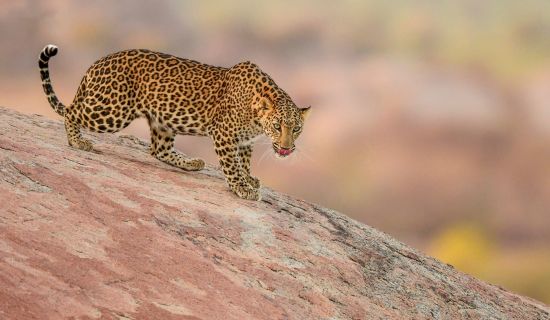 Sur les traces des léopards de Udaipur: A wild female Leopard