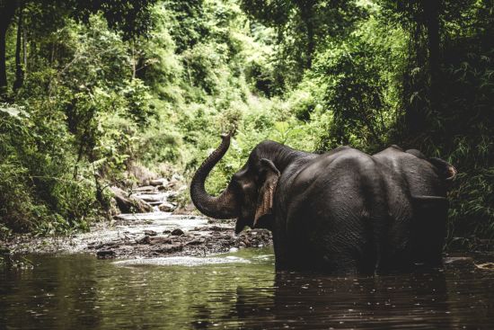 Les beautés naturelles du nord du Laos de Luang Prabang: Elephant bathing