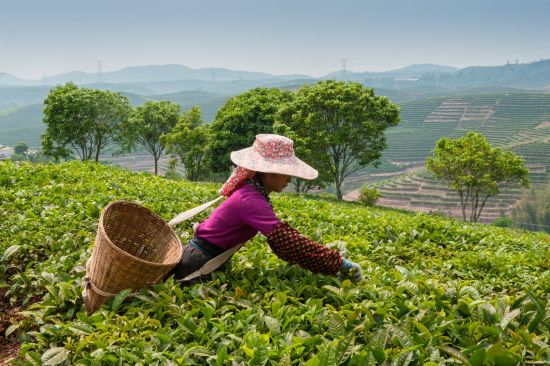 Yunnan - Laos: sur les rails entre deux mondes de Kunming: Xishuangbanna Tea plantation