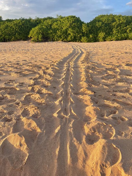 Buckingham Place à Tangalle:  Beach