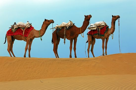 Rawalkot à Jaisalmer:  Camels