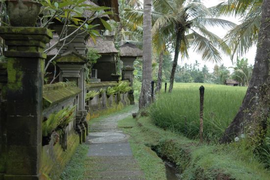 Alam Jiwa à Ubud:  Ricefields