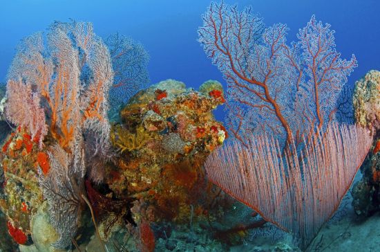 Kura Kura Resort à Karimunjawa:  Diving at Kura Kura Resort