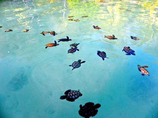 Kura Kura Resort à Karimunjawa:  Turtle Sanctuary at Kura Kura Resort