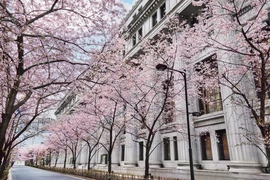 Mandarin Oriental à Tokyo:  Mandarin Oriental during Sakura on Edo Street