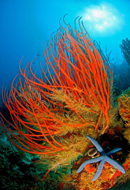 Kura Kura Resort à Karimunjawa:  Diving at Kura Kura Resort