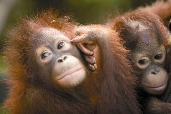 Shangri-La Rasa Ria in Kota Kinabalu:  Orang Utan Station