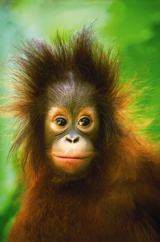 Shangri-La Rasa Ria in Kota Kinabalu:  Orang Utan Station