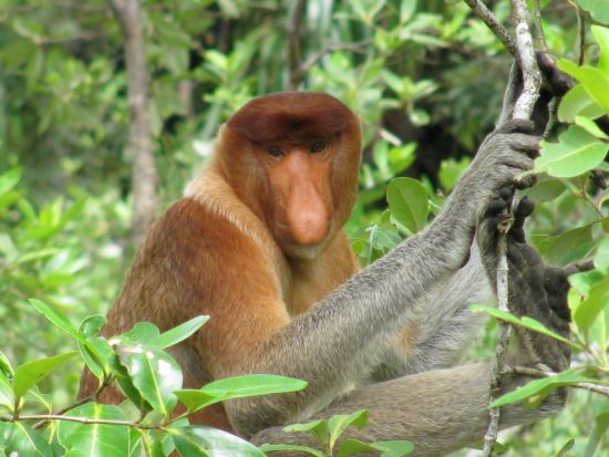 Bako Nationalpark in Kuching: Proboscis Monkey