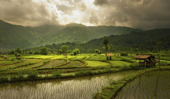 Ursprüngliches Bali inkl. Schmetterlingspark in Südbali: Bali rice fields