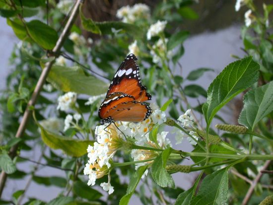Ursprüngliches Bali inkl. Schmetterlingspark in Südbali: butterfly4