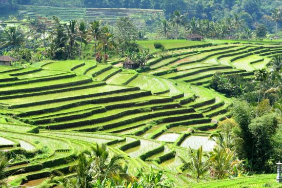 Mount Batur - Kontrastreiches Bali in Südbali: Bali Rice Terraces