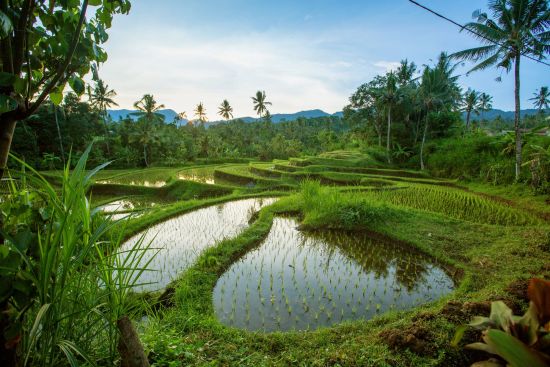 Au coeur de Bali à Sud de Bali: Bali Jatiluwih Rice terraces