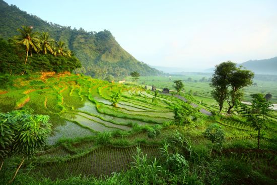 Bali auf eigene Faust, halber Tag in Südbali: Bali Rice fields