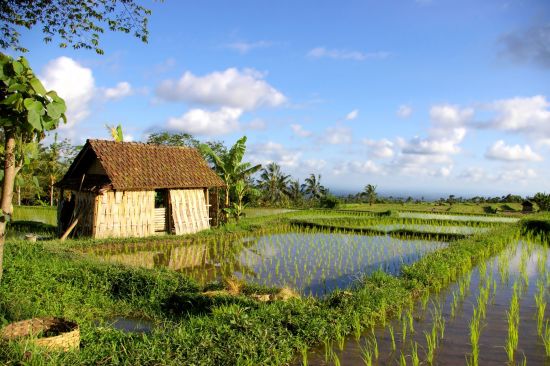 Bali auf eigene Faust, ganzer Tag in Südbali: Bali Rice Fields
