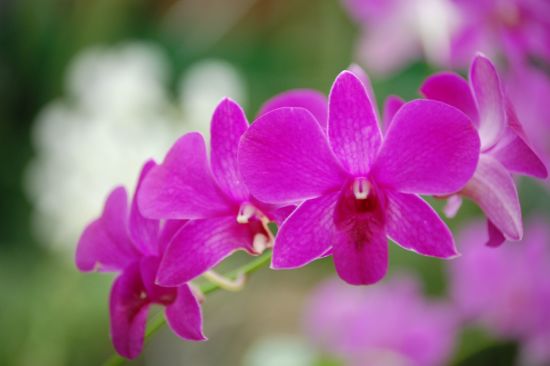 Randonnée des orchidées à Vientiane: Wild orchids