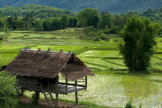 Mountainbike Erlebnis in Luang Prabang: Luang Prabang: Rice field