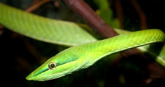 Night Safari in Singapur: Green Snake