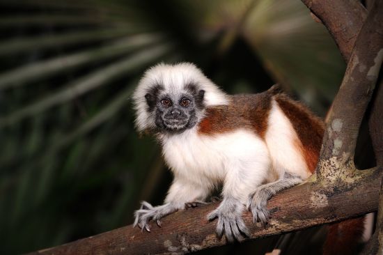 Night Safari in Singapur: Zoo Singapore Lisztaffe