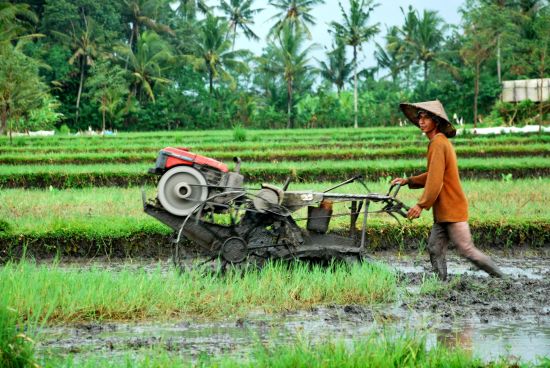 Une matinée au village à Sud de Bali: Bali Farmer