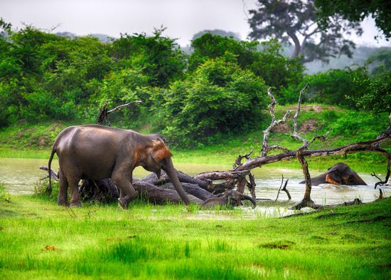 Besuch bei den Elefanten von Wasgamuwa in Dambulla: Elephant in the wild