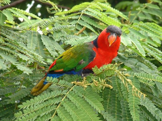 Night Safari in Singapur: Jurong Bird Park