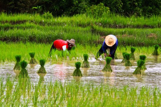 Chiang Mai mit dem Velo - Ganzer Tag: Farmers at work