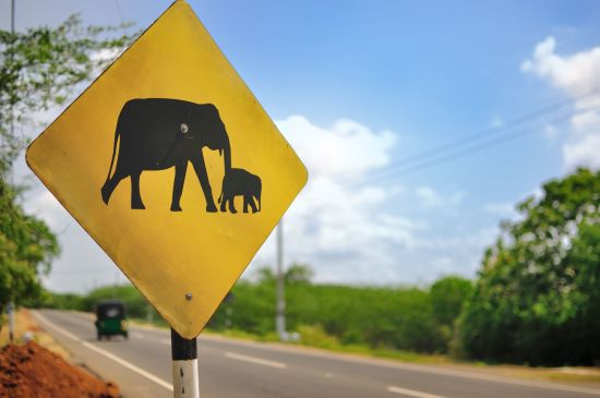 Mietwagen Rundreise in den Süden ab Bangkok: Road Sign Elephants
