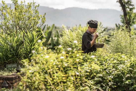 Anantara Golden Triangle Elephant Camp & Resort in Goldenes Dreieck:  Herb Garden Chef