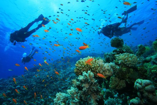 Uga Bay à Passekudah:  Diving