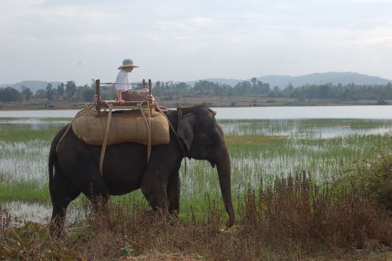 Evolve Back Kuruba Safari Lodge à Parc national de Nagarhole:  Elephant Ride2